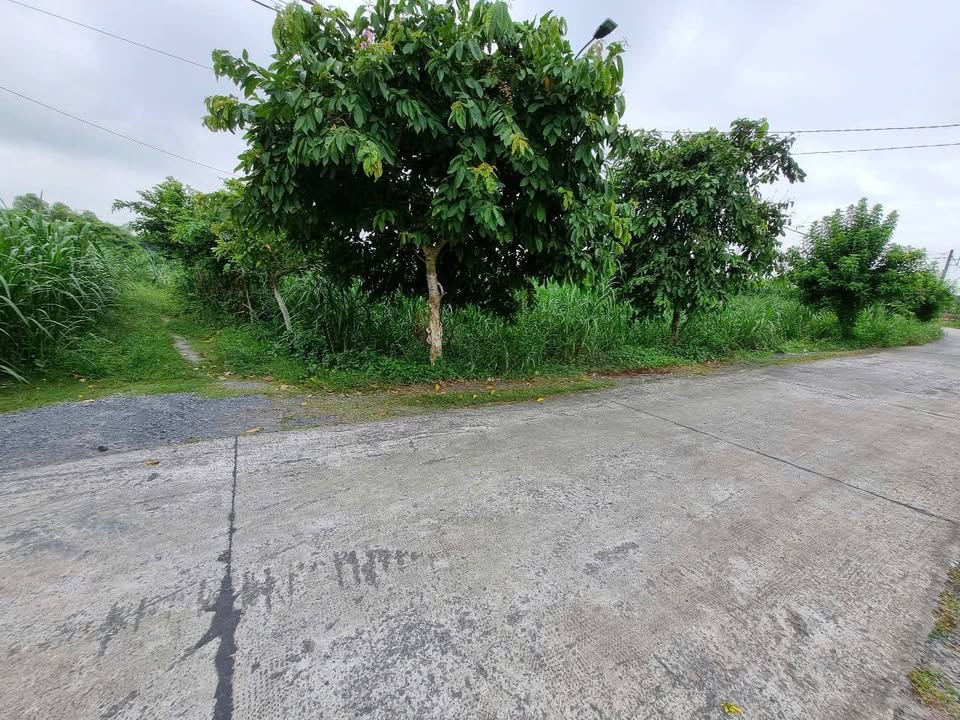 Đất thổ cư 955m² Nguyễn Thị Nê, Củ Chi - Chỉ 5.1 tỷ, bớt lộc!