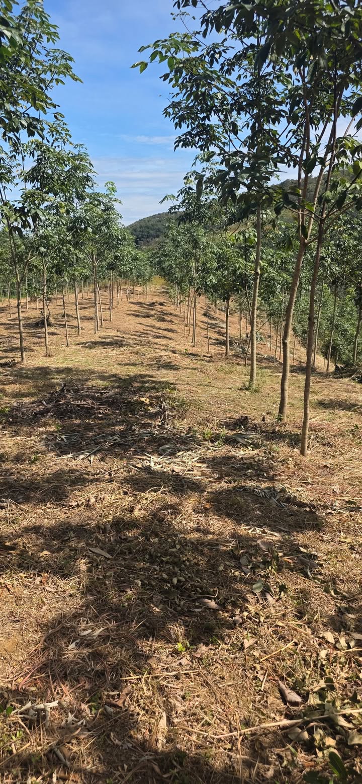 Đất cao su 2.5ha tại xã Đoàn Kết, Bình Phước - Giá chỉ 1.35 tỷ!