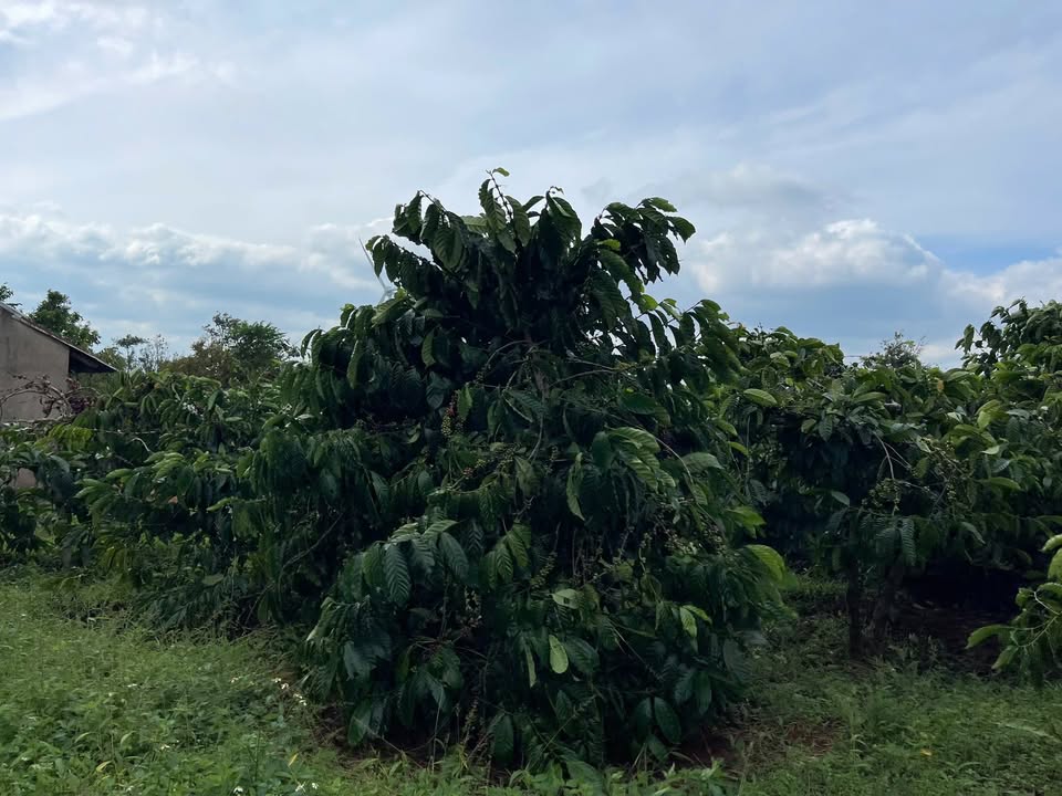 Đất nông nghiệp Ea Khal 20,000m² giá 1.25 tỷ - Đầy đủ tiện ích