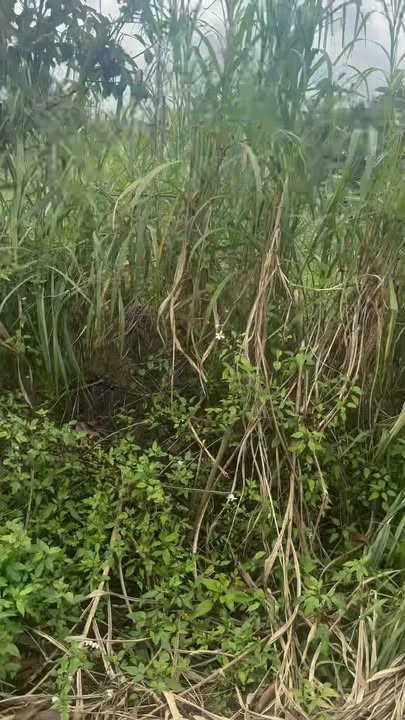 Đất nền Phú Xuân Krông Năng 400m² - Mặt tiền 50m, giá thỏa thuận!