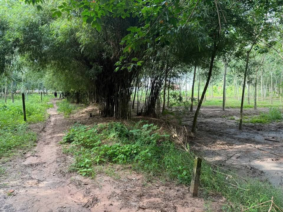 Đất thổ cư Thạnh Đức Gò Dầu 1680m² giá 15.876 tỷ - Sổ đỏ chính chủ, công chứng ngay!