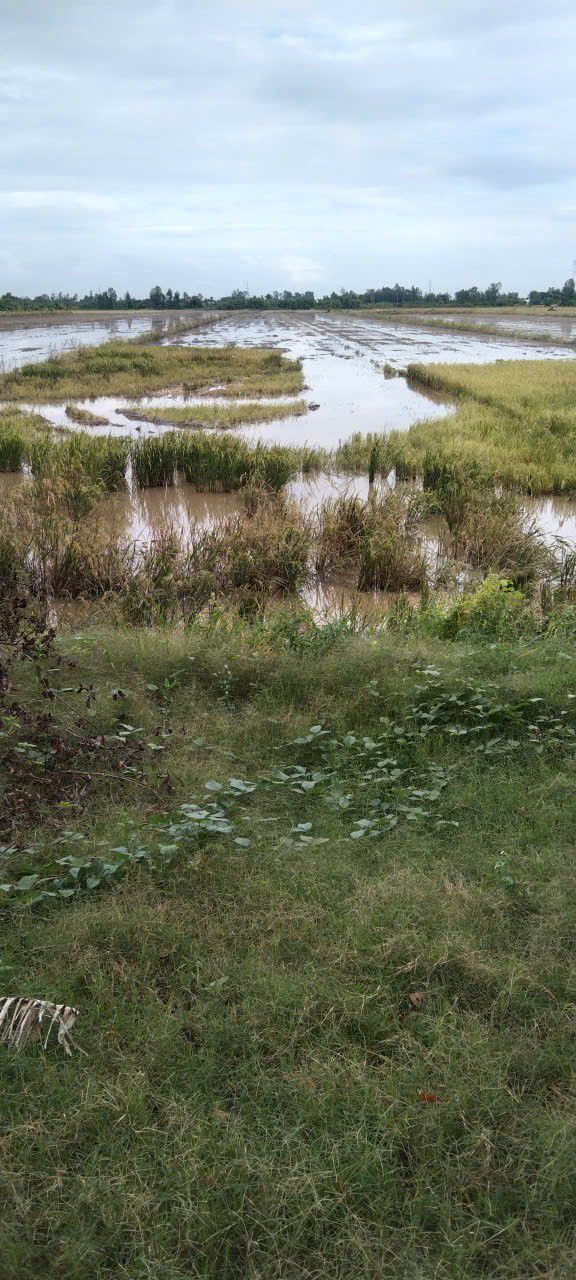 Đất ruộng 12.862m² tại Thạnh An, Vĩnh Thạnh - Giá chỉ 1.3 tỷ, sổ hồng chính chủ!