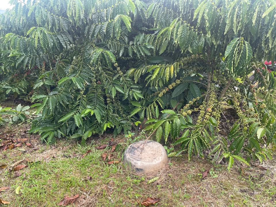 Đất nền 1,2 hécta tại thôn 12, xã Quảng Hòa - Giá chỉ 2,1 tỷ VND!