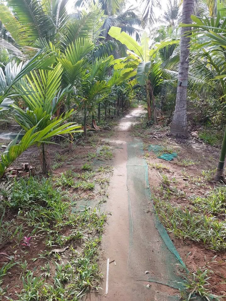 Đất nền 1500m² ấp Mỹ An, xã Long Mỹ, huyện Giồng Trôm - Giá chỉ 525 triệu, cơ hội đầu tư sinh lợi!