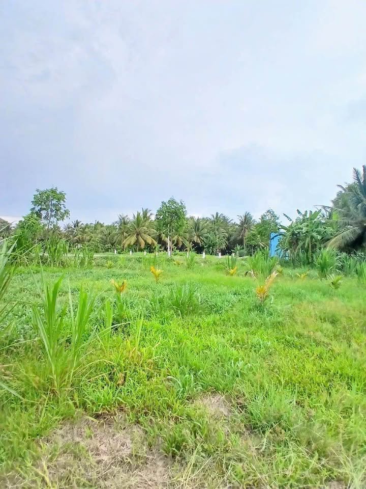 Đất nền mặt tiền đường 173, phường Sơn Đông, Bến Tre, 3500m² giá chỉ 12.5 tỷ - Cơ hội đầu tư hiếm có!