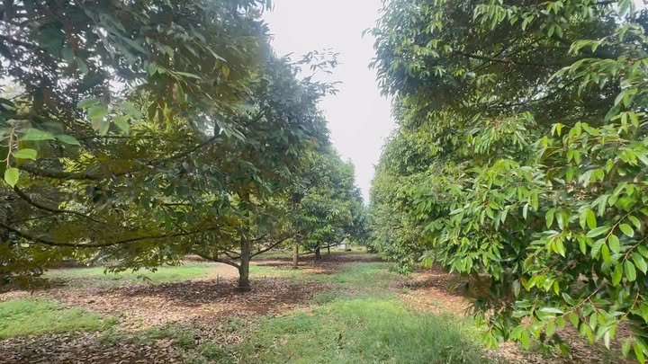 Đất vườn Xuân Lập Long Khánh 125m² giá 820 triệu - Đầu tư sinh lời ngay!