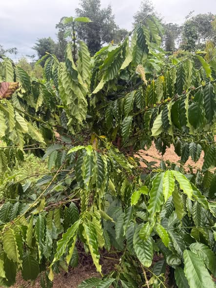 Farm 1,6ha tại xã Cư Ni, huyện Ea Kar, Đắk Lắk - Giá chỉ 2 tỷ, sổ đỏ chính chủ!