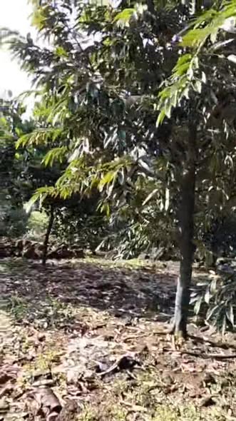 Đất Farm Sầu Riêng Thái 10.000m² tại Phú Thịnh, Tân Phú - Giá 5.5 tỷ, Sẵn sàng thu hoạch!