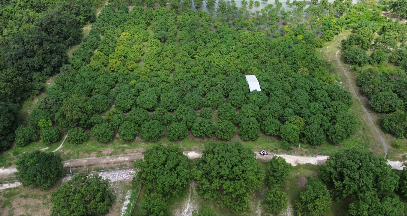 Đất vườn Cam Thành Bắc 10.320m² giá 6.02 tỷ - Sẵn sàng đầu tư!