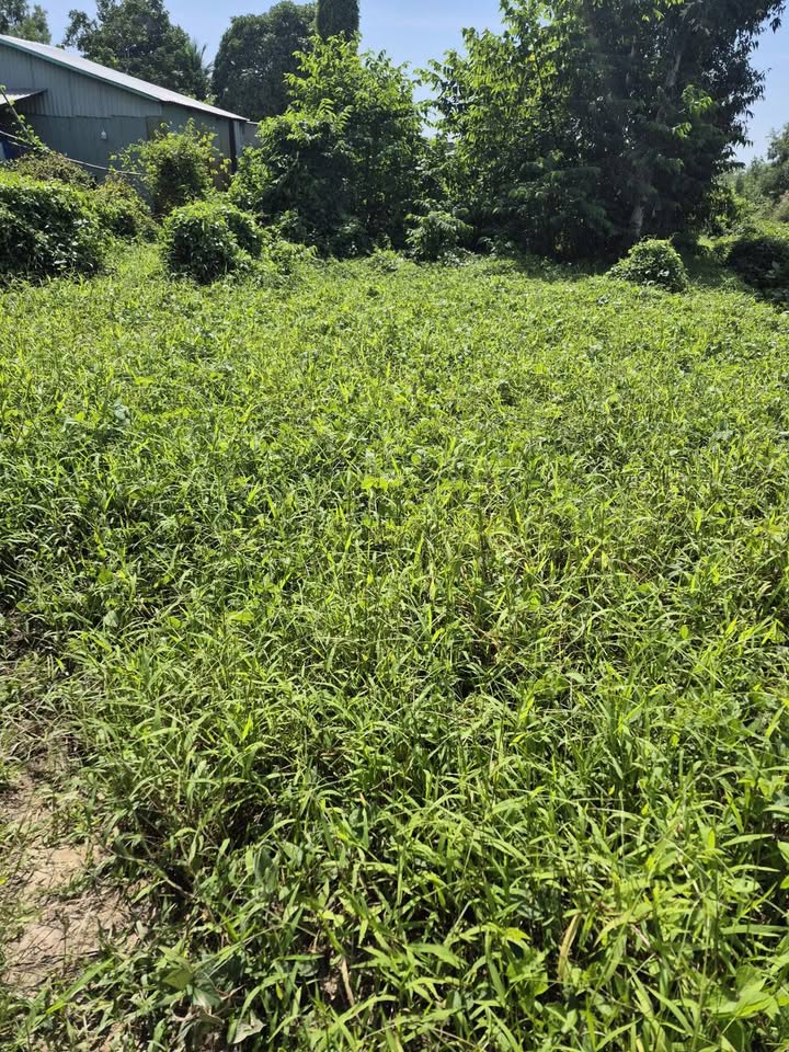 Đất vườn 8255m² ấp Minh Long, Châu Thành chỉ 1.61 tỷ - Cơ hội đầu tư tuyệt vời!