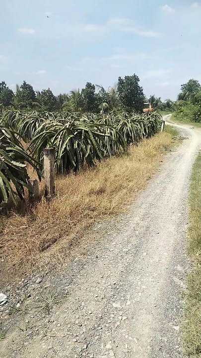 Đất Tân Bình Thạnh, Chợ Gạo 1000m² giá 830 triệu - Đường ô tô vào tận nơi!