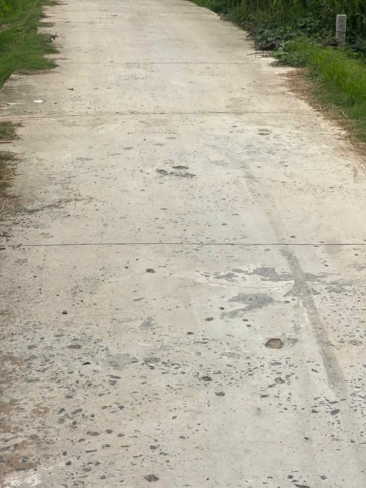 Đất trồng sầu riêng Thái 2816m² tại Thị trấn Chợ Lách - Giá chỉ 770 triệu VND!