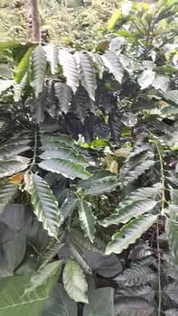 Đất thổ cư 23.000m² tại Trường Xuân, Đắk Nông chỉ 1.2 tỷ - Cơ hội đầu tư tuyệt vời!