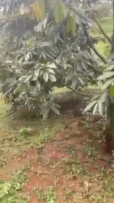 Đất nông nghiệp Đắk Glong 2ha giá 3.5 tỷ - Cơ hội đầu tư hấp dẫn!