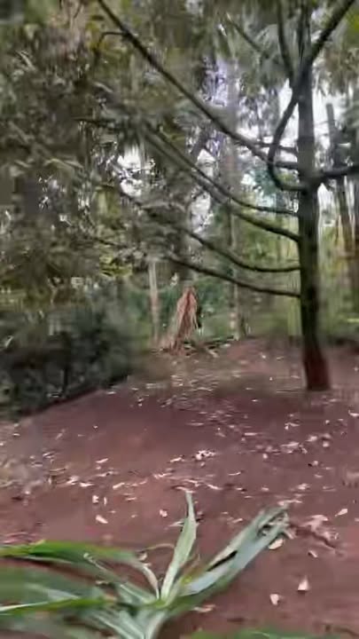 Farm 4 sào sầu riêng tại phường An Bình, Buôn Hồ - Giá chỉ 4.6 tỷ!