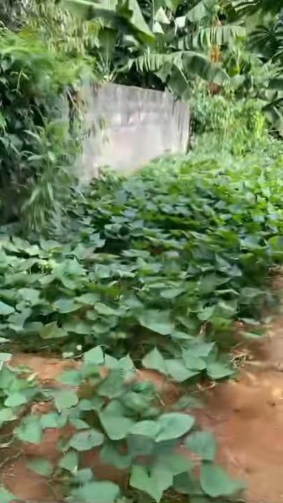 Đất nền Yên Xuân Thạch Thất 1747m² - Tiện ích đầy đủ, giá chỉ vài triệu/m²!