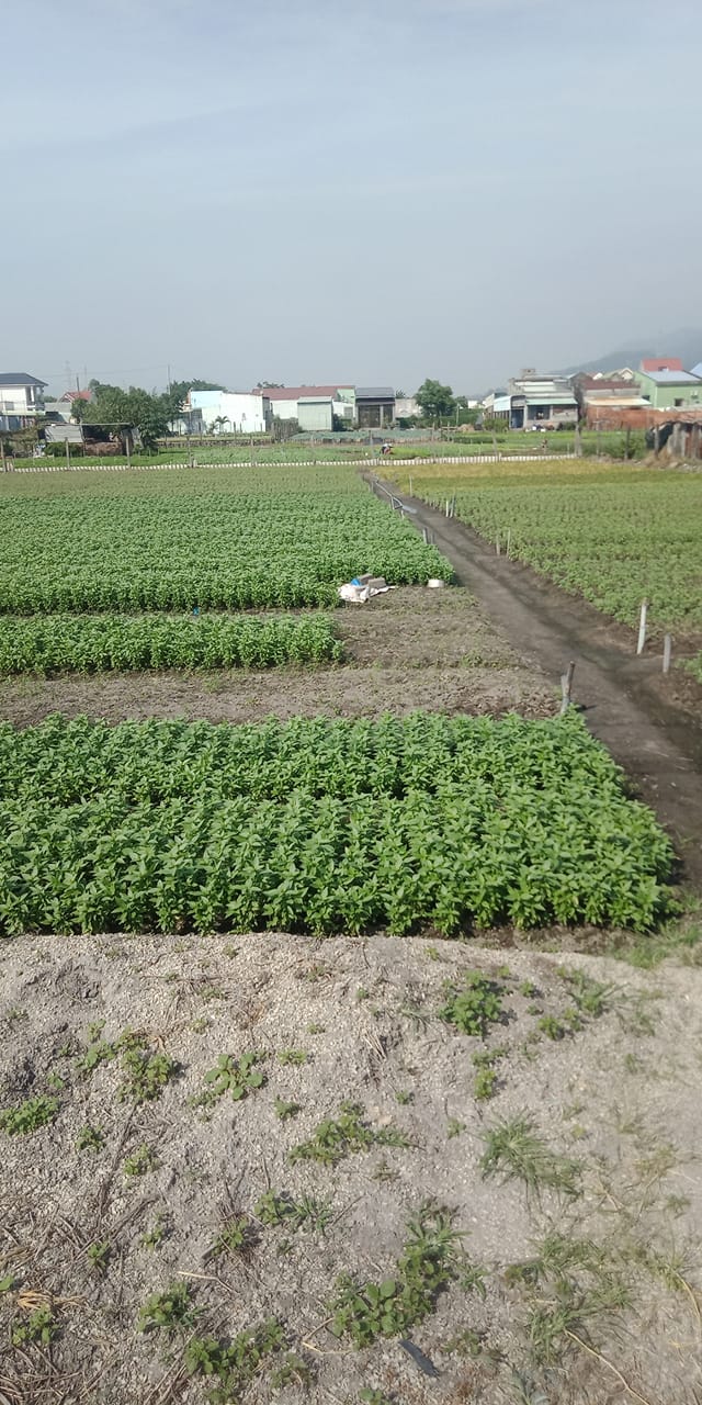 Đất nền Tân Hải, Phú Mỹ 122m² giá 1.4 tỷ - Đầu tư sinh lời hấp dẫn!