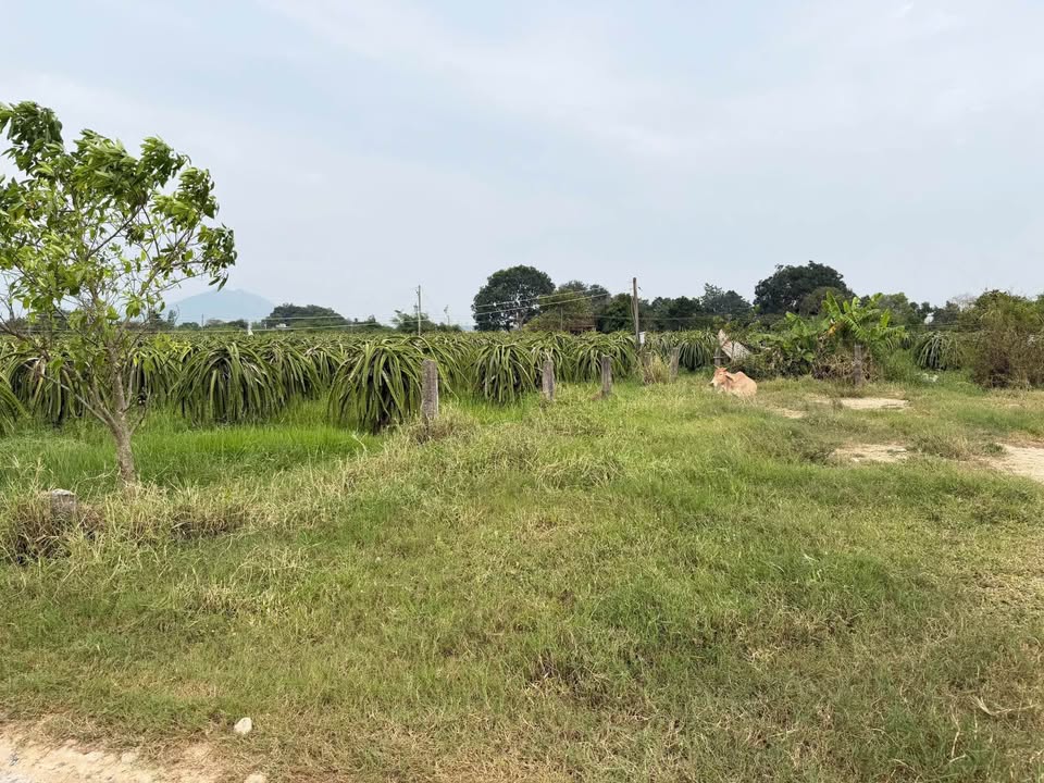 Lô đất thổ cư Hàm Liêm 100m² giá 380 triệu - Đầu tư sinh lời ngay!