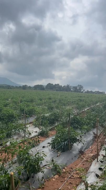 Đất Farm 4,2ha tại Lơ Pang, Mang Yang, Gia Lai - Giá chỉ 4,032 tỷ!