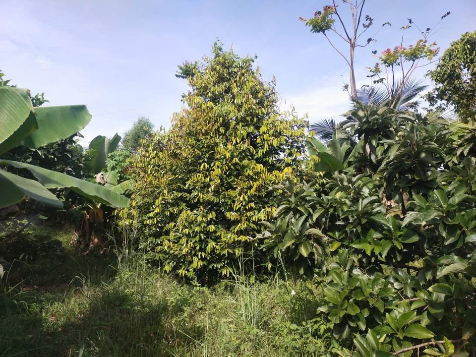 Đất nền Xuân Trường 1200m² giá 1.75 tỷ - Vườn cây ăn trái tuyệt đẹp!