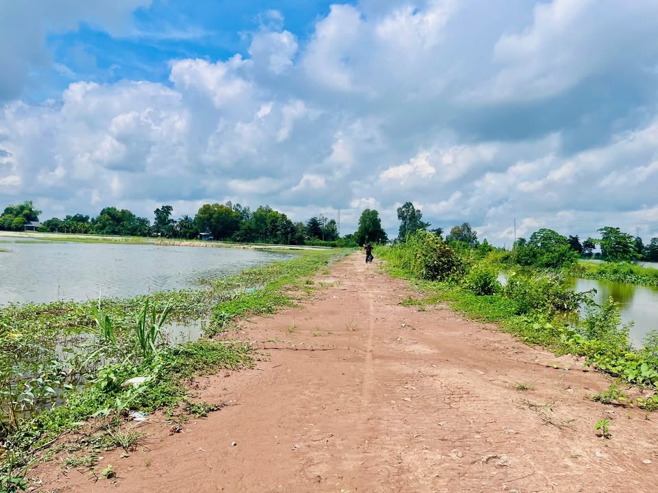 Đất lúa 7 công tại Bình Khánh, TP. Long Xuyên - Giá chỉ 5.25 tỷ, sổ đỏ chính chủ!