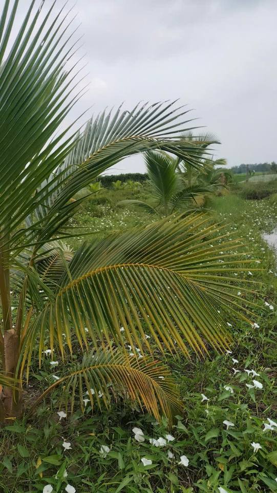 Đất trồng dừa 13,3 công tại ấp Giồng Lức, Trà Vinh chỉ 255 triệu - Sẵn nhà cấp 4!