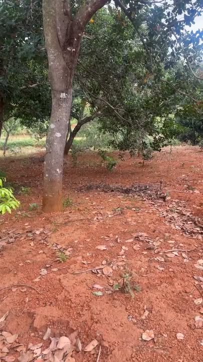 Đất nền Nghĩa Trung, Bù Đăng, Bình Phước 6200m² giá 1.5 tỷ - Cơ hội đầu tư tuyệt vời!