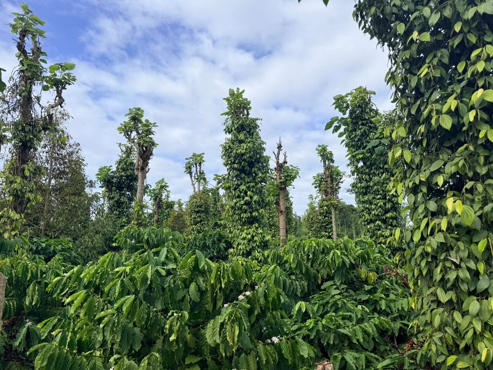 Đất nền Đắk Sắk 4700m² giá 5 tỷ - Đầu tư sinh lời ngay!