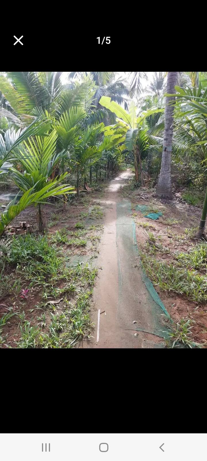 Đất vườn 1500m² tại Ấp Mỹ An, Giồng Trôm - Giá chỉ 525 triệu