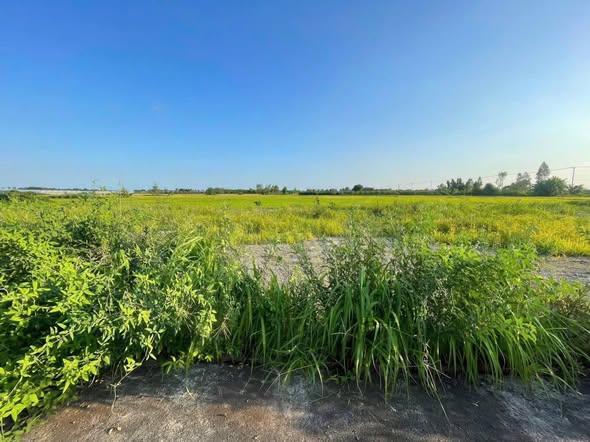 Đất nền Phước Long Thọ 150m² giá chỉ 650 triệu - Sổ đỏ chính chủ!