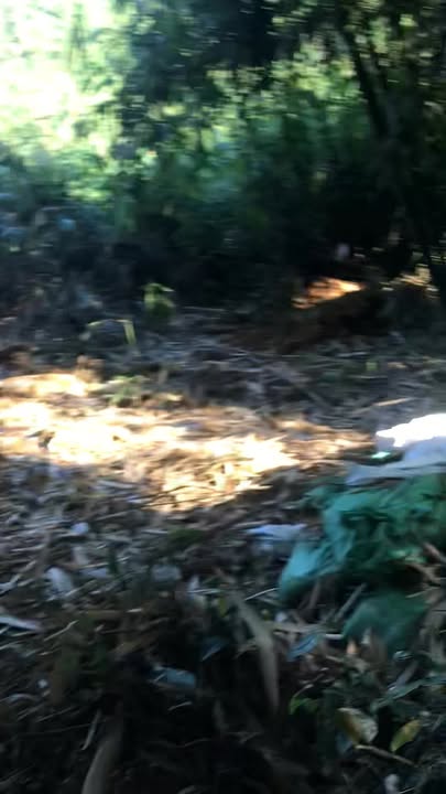 Farm đất lâu năm 60000m² tại Tân Thanh, Hàm Yên - Cơ hội đầu tư hấp dẫn!