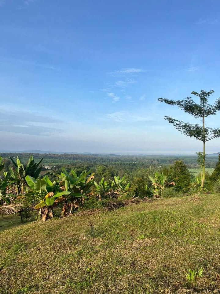 Đất trồng sầu riêng 5100m² tại xã Ngọc Định - Giá chỉ 1.785 tỷ!