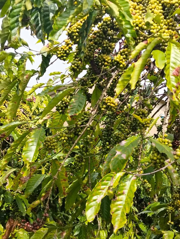 Đất thổ cư thôn 10, xã Tân Thanh, Lâm Hà 10.000m² giá 3.6 tỷ - Đầu tư sinh lời tiềm năng!