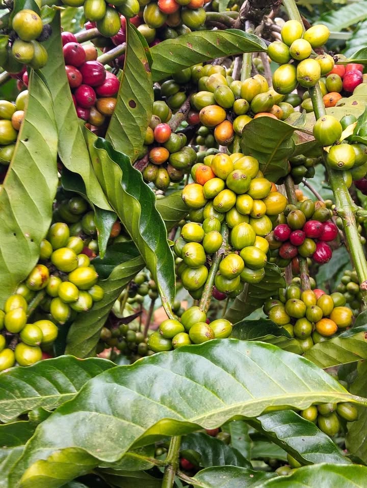 Đất nền Tân Thanh Lâm Hà 30.000m² giá chỉ 5,2 tỷ - Cơ hội đầu tư hấp dẫn!