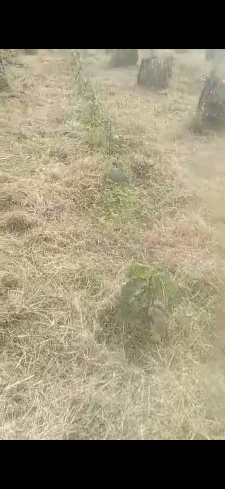 Đất Farm 2,5 xào tại xã Ea H'leo, Đắk Lắk giá 350 triệu - Sổ hồng chính chủ!