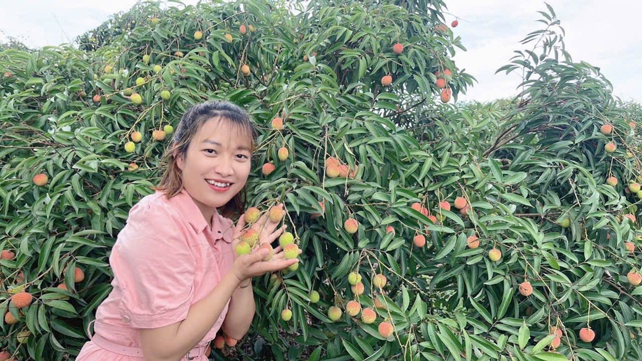 Đất vườn 3960m² An Lương, Thanh Hà - Giá chỉ 1.152 tỷ!