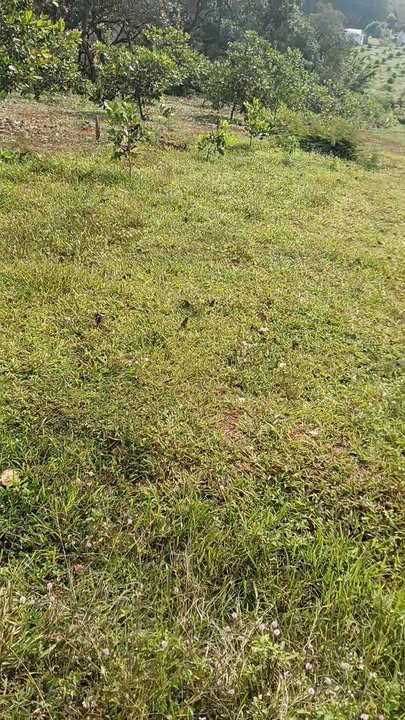 Đất nền Bù Đăng 1200m² giá 650 triệu - Mặt tiền đường bê tông, điện có sẵn!