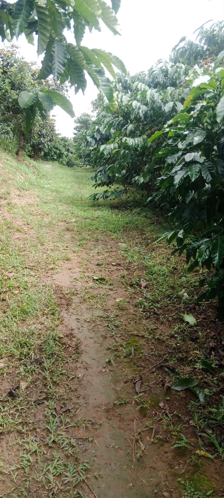 Đất nền Tân Lâm Di Linh 32.000m² giá 2.85 tỷ - Sổ đỏ chính chủ!