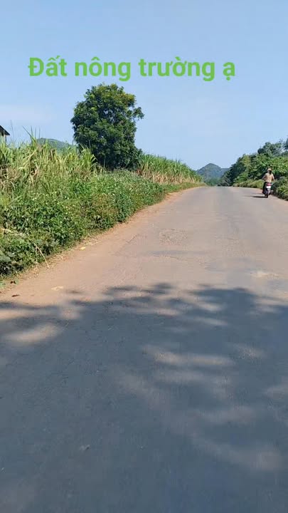 Đất nông nghiệp 20,000m² tại Tây Hiếu, Thái Hòa - Cơ hội đầu tư hấp dẫn!