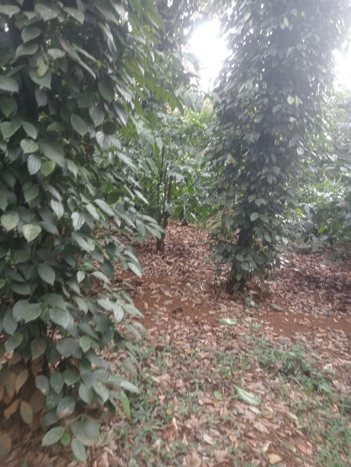 Farm Đắk Wer 1ha giá thỏa thuận - Chính chủ cần bán gấp!