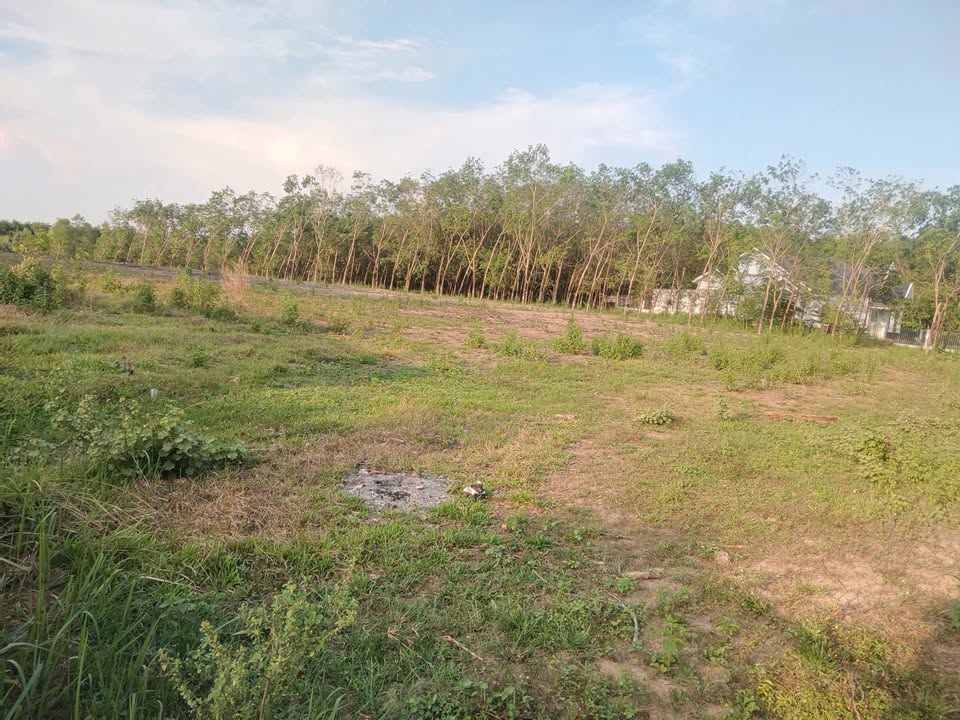 Đất nông nghiệp 1,2ha tại xã Xuân Trường, Đồng Nai - Sổ hồng riêng, giá thỏa thuận!