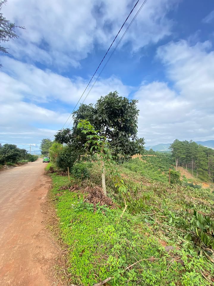 Đất nền Nam Hà Lâm Đồng 262m² giá 500 triệu - View rừng thông tuyệt đẹp!