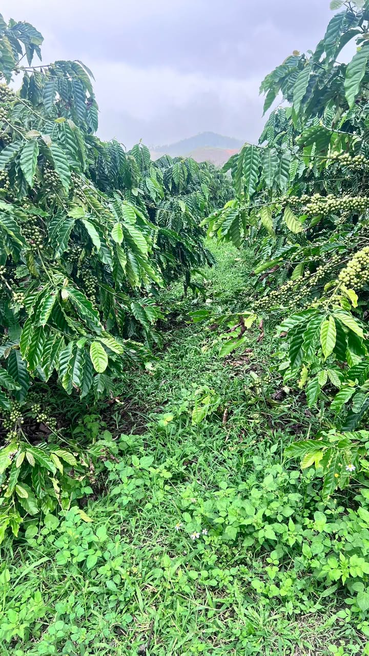 Đất thổ cư Lâm Hà 2000m² giá 700 triệu - Sổ đỏ chính chủ, điện nước đầy đủ!