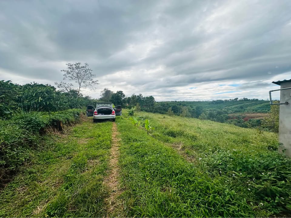 Farm Biển Hồ, Pleiku 60000m² giá 1 tỷ - Cơ hội đầu tư hấp dẫn!