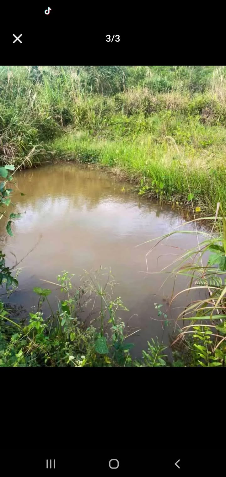 Đất Farm 2ha mặt đường Quốc lộ 24B, Đăk Ruồng, giá chỉ 900 triệu - Cơ hội đầu tư hấp dẫn!