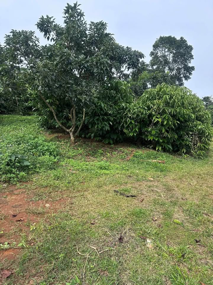 Đất nền thôn 11, xã Lộc An, huyện Bảo Lâm, 10.000m² giá 1.8 tỷ - Vị trí thuận lợi!