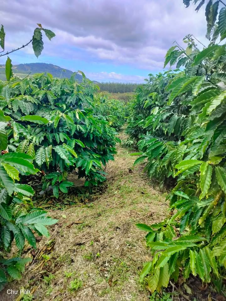 Đất nền Farm Hòa Phú Chư Păh 620m² giá chỉ 960 triệu - Giảm giá sốc 100 triệu!