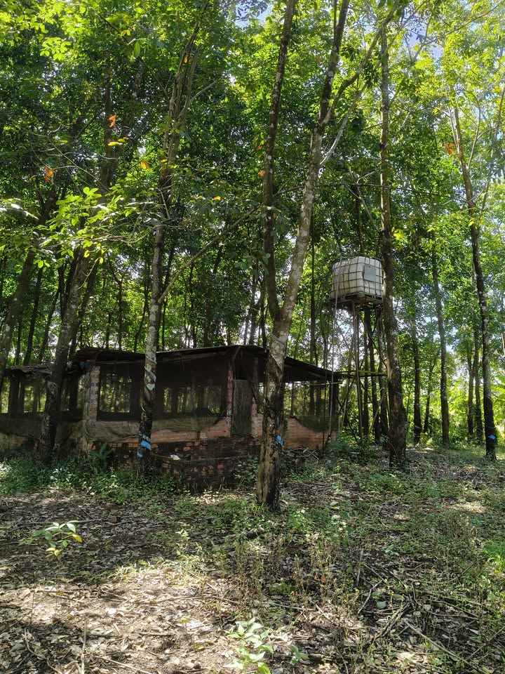 Farm 8 ha Lộc Hưng, Lộc Ninh giá 1.3 tỷ - Đầu tư sinh lời ngay!