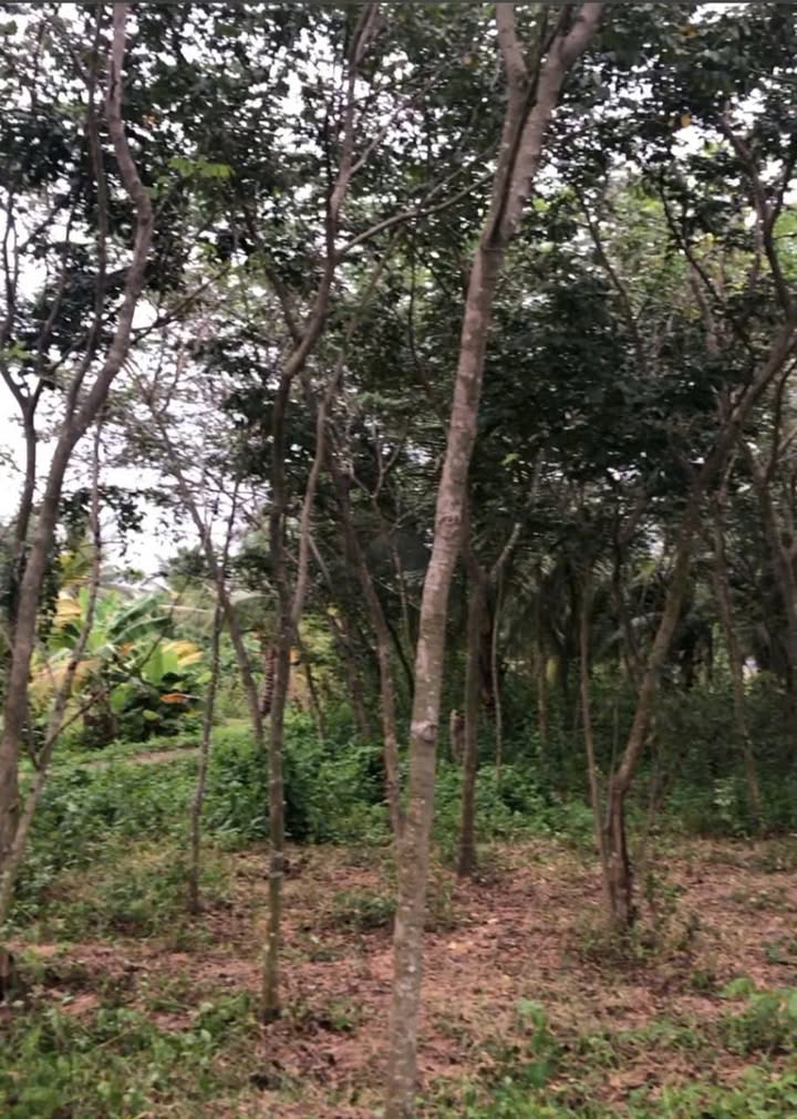 Đất lúa 2500m² tại trung tâm thị trấn Ma Lâm, Bình Thuận - Cơ hội đầu tư lý tưởng!