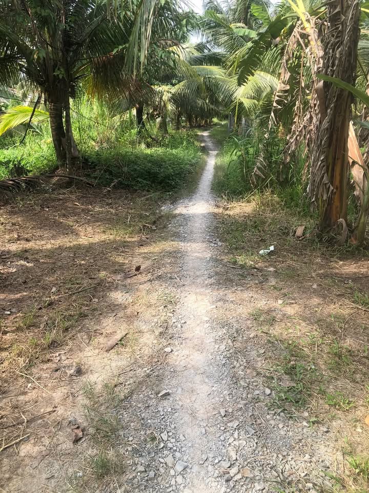 Mảnh vườn dừa khô 2913m² tại Bình Đông, Giồng Trôm - Giá chỉ 1.95 tỷ!